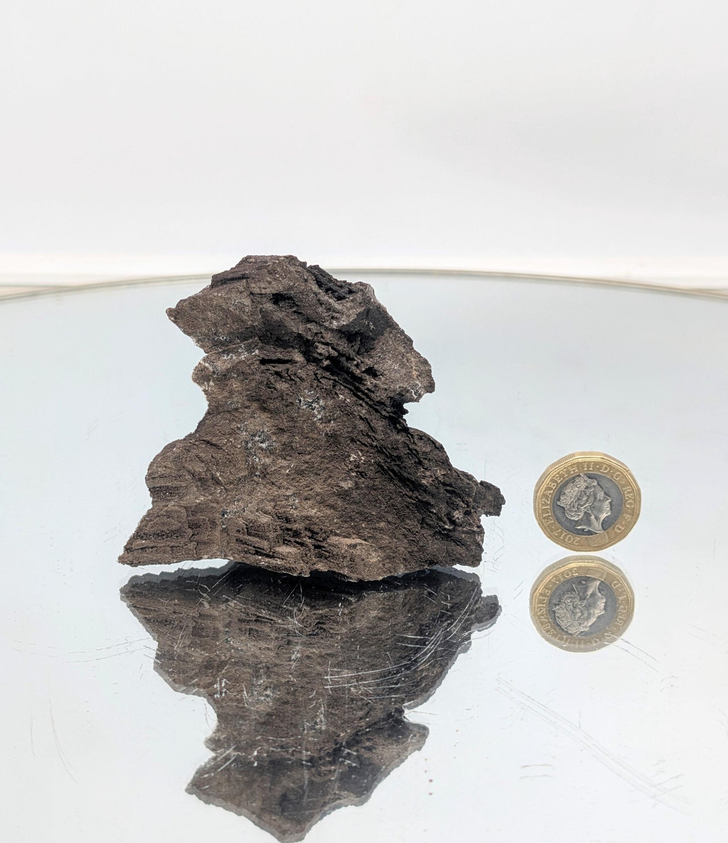 small fossilized wood with quartz druzy, an incredible geological specimen.