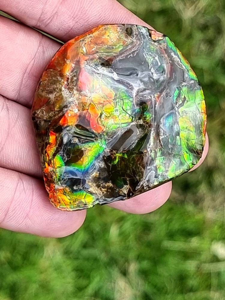 43ap) Ammolite Crystal Gemstone