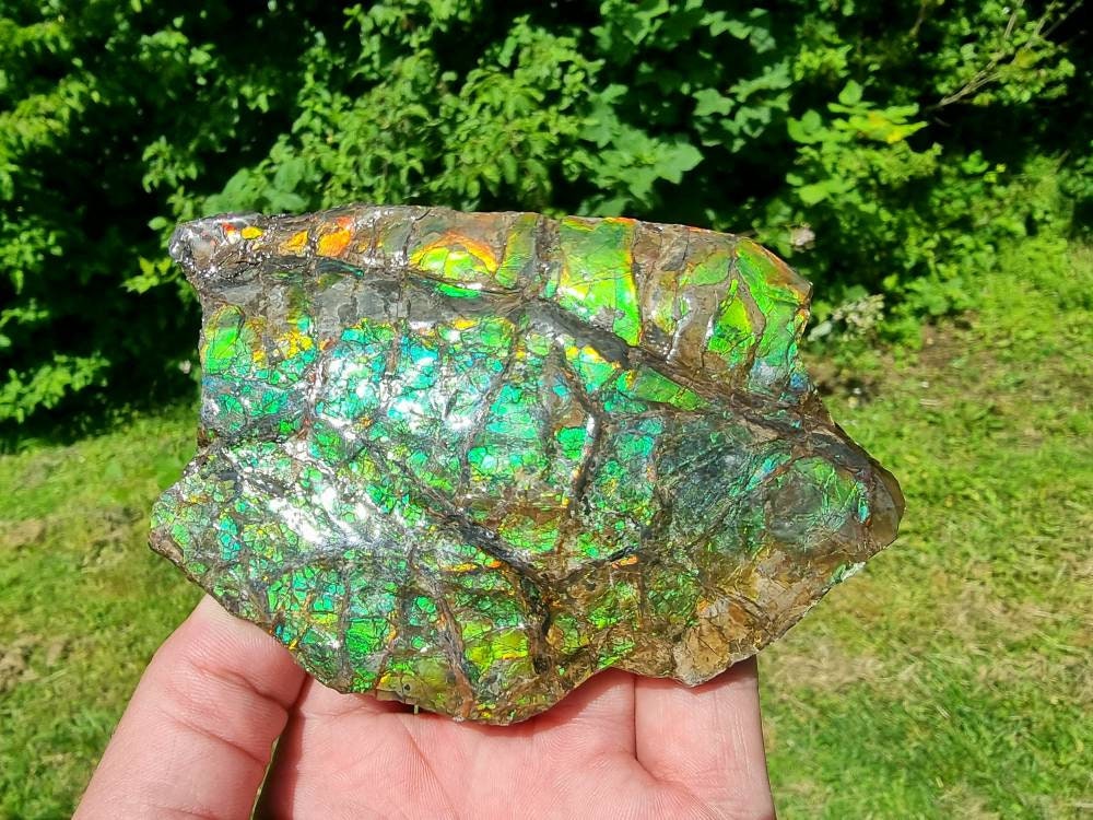 38ap) Ammolite Crystal Gemstone
