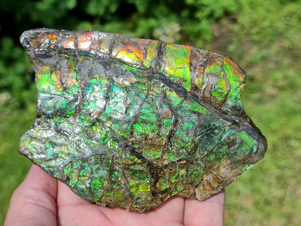 38ap) Ammolite Crystal Gemstone