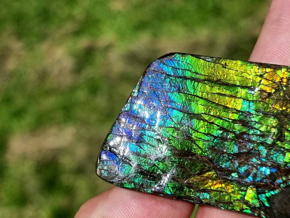 42ap) Large Ammolite Crystal Gemstone