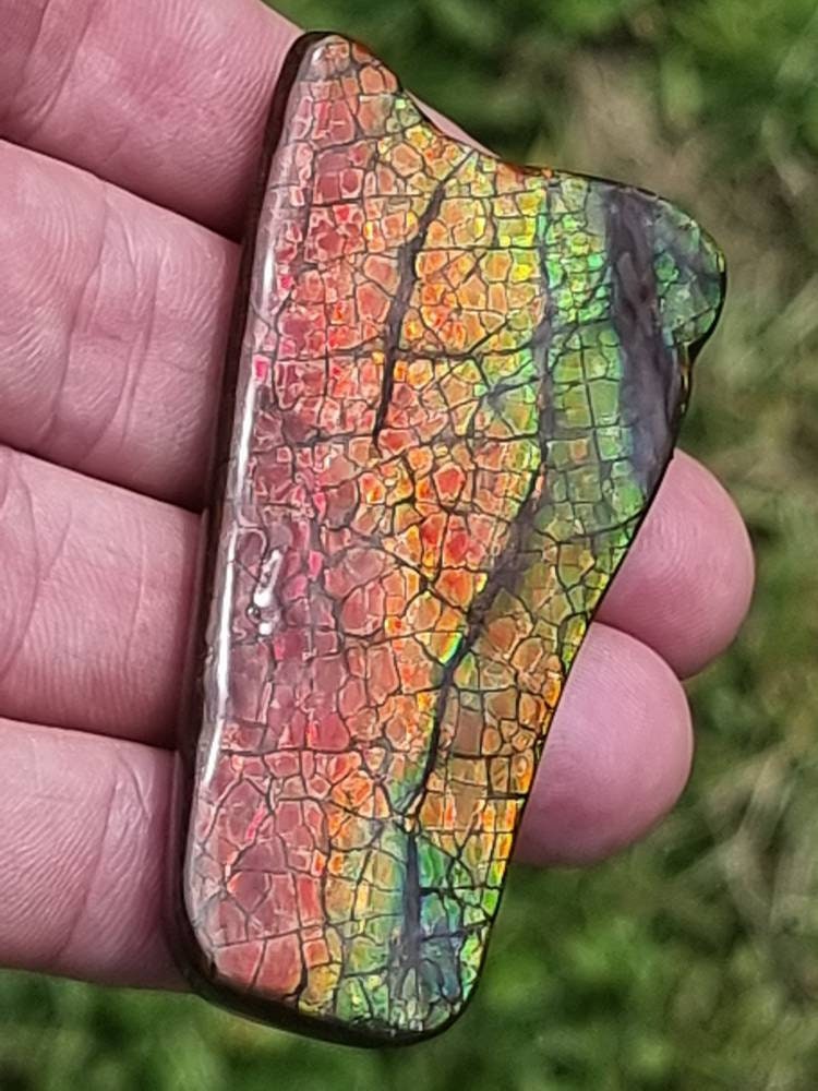26ap) Ammolite Crystal Gemstone