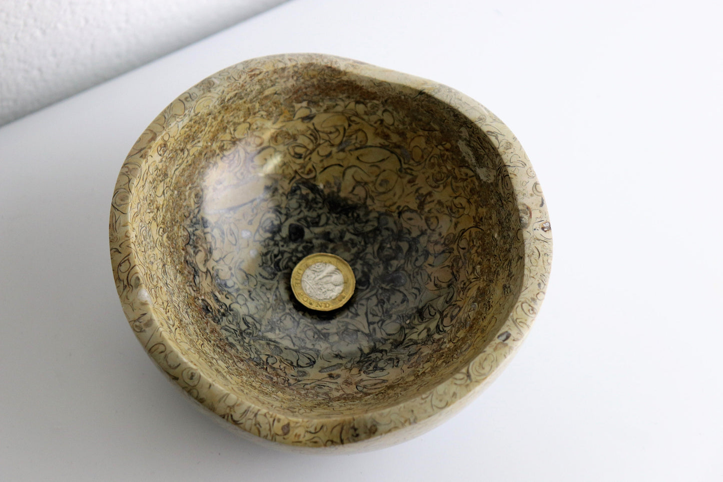 Coquillage Shell Jasper from madagascar