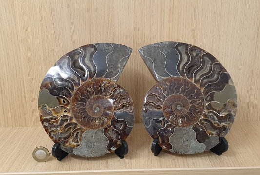 14) Large Ammonite Fossil Pair
