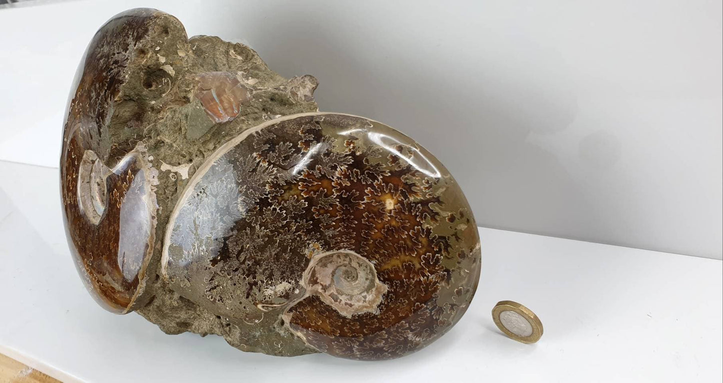 15) Ammonite Fossil Cleoniceras Doubke Whole