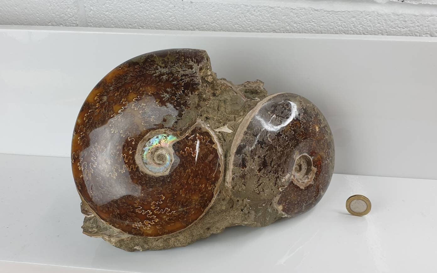 15) Ammonite Fossil Cleoniceras Doubke Whole