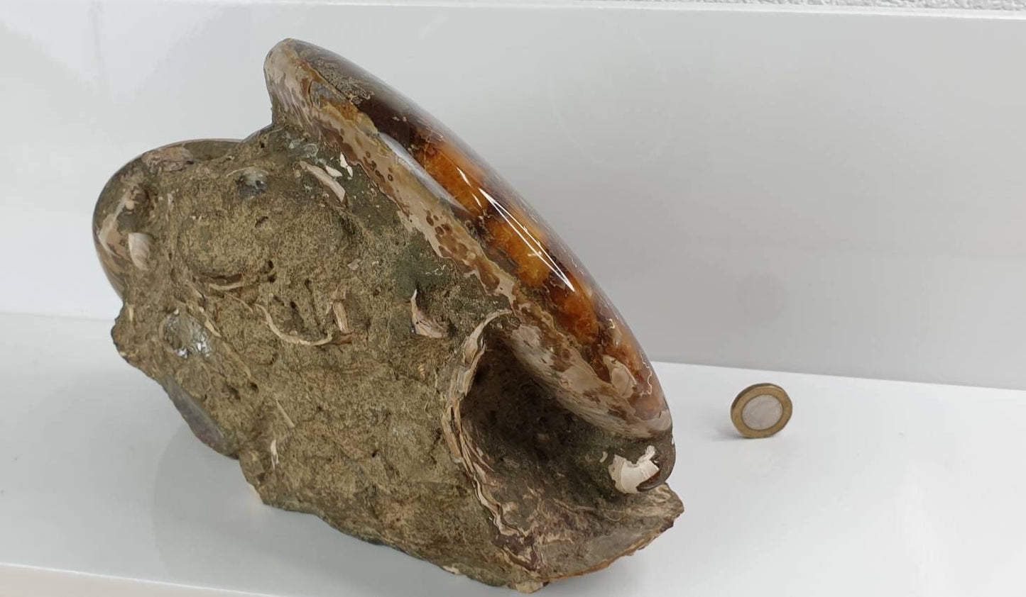 15) Ammonite Fossil Cleoniceras Doubke Whole