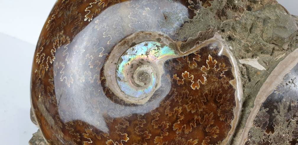 15) Ammonite Fossil Cleoniceras Doubke Whole