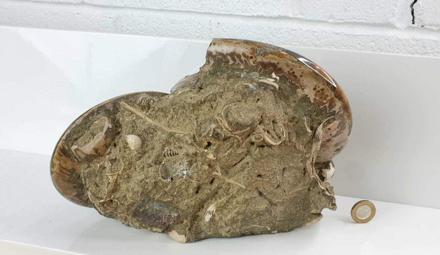 15) Ammonite Fossil Cleoniceras Doubke Whole