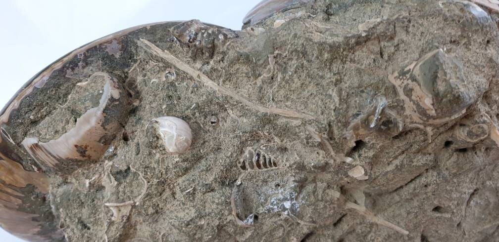 15) Ammonite Fossil Cleoniceras Doubke Whole