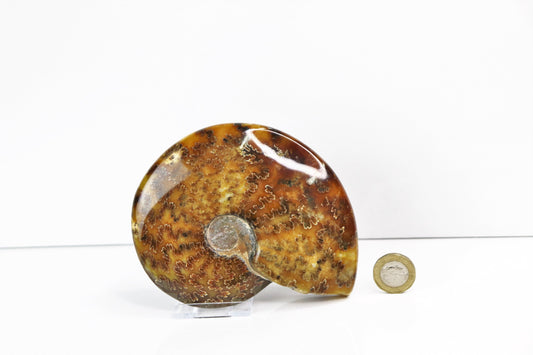 2) Large Ammonite Fossil Cleoniceras Whole