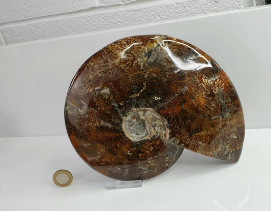 13) Ammonite Fossil Cleoniceras Whole
