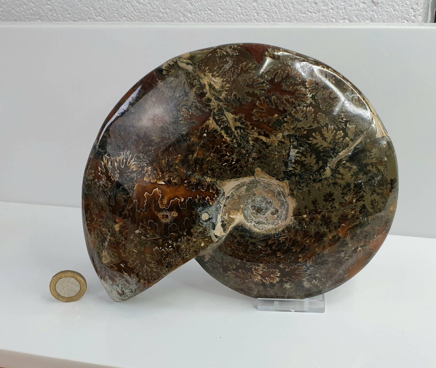 13) Ammonite Fossil Cleoniceras Whole