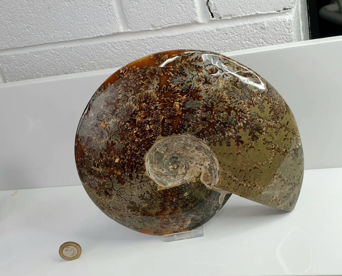 9) Large Ammonite Fossil Cleoniceras Whole 2.26KG