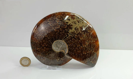 6) Ammonite Fossil Cleoniceras Whole