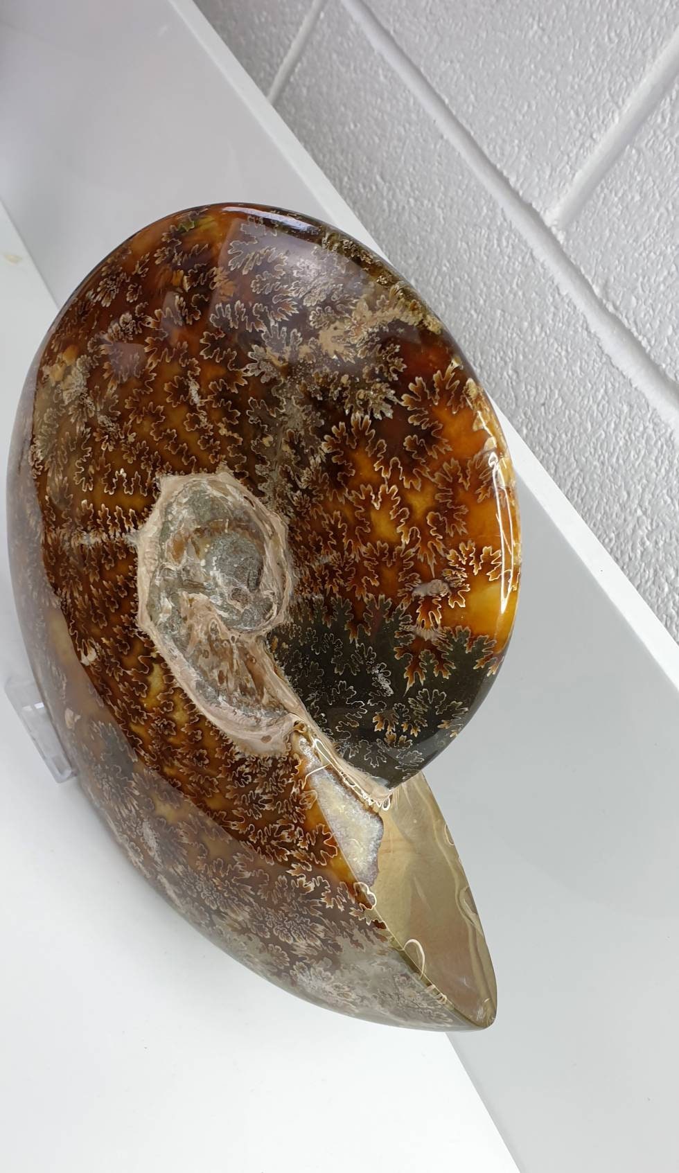 9) Large Ammonite Fossil Cleoniceras Whole 2.26KG