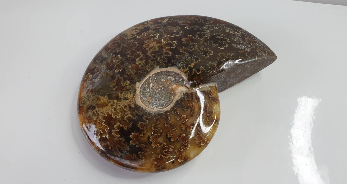 5) Ammonite Fossil Cleoniceras Whole