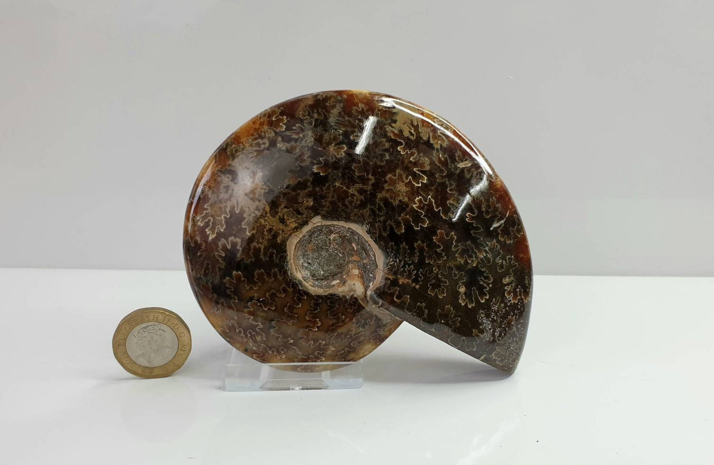 5) Ammonite Fossil Cleoniceras Whole