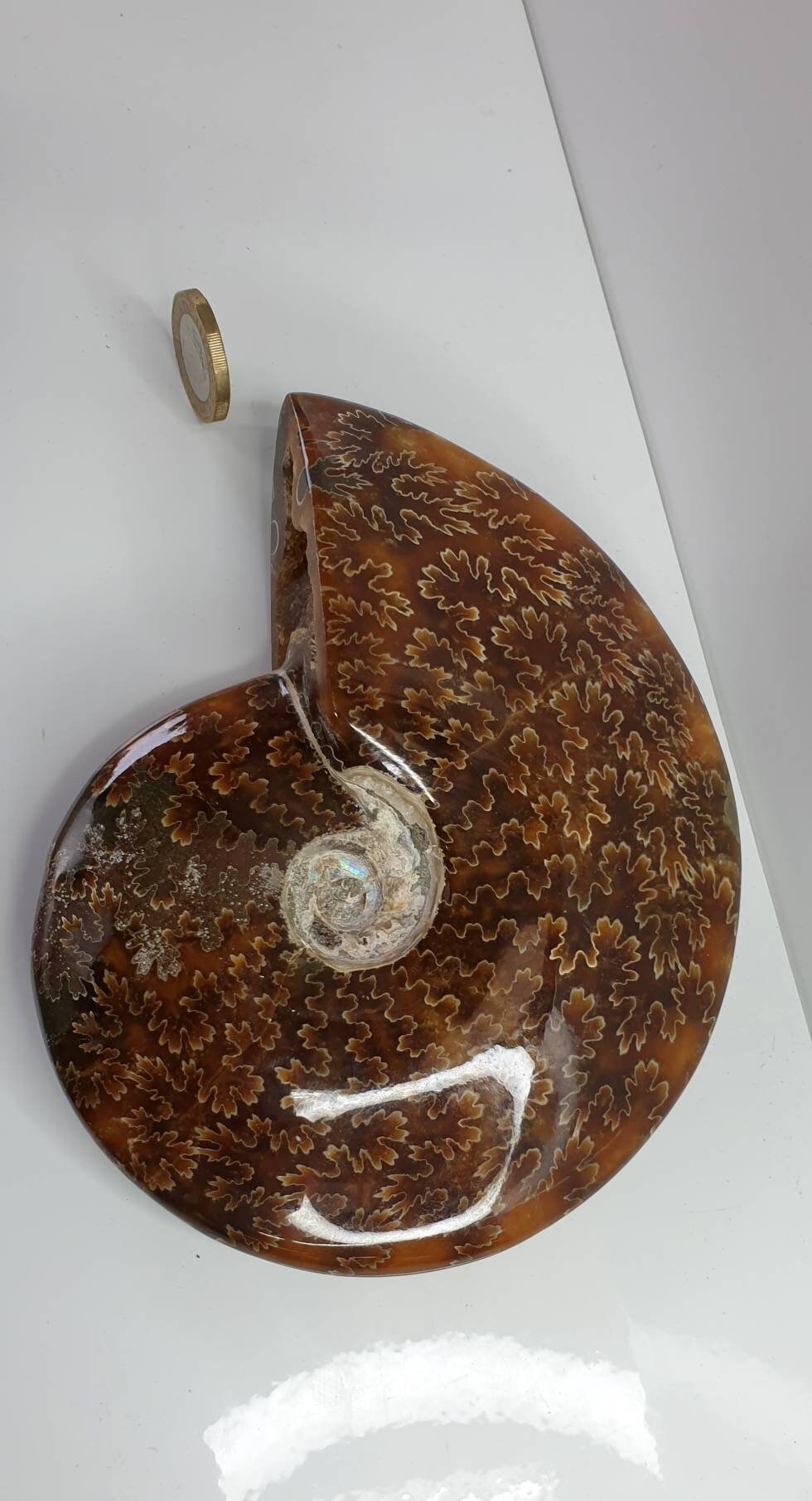 6) Ammonite Fossil Cleoniceras Whole