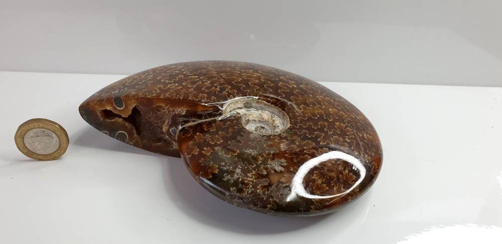 6) Ammonite Fossil Cleoniceras Whole