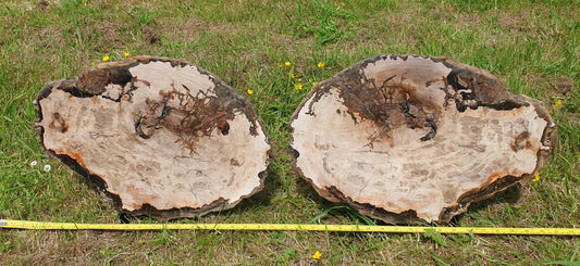 Extra Large Fossil Wood Slice Pair Petrified Wood Madagascar