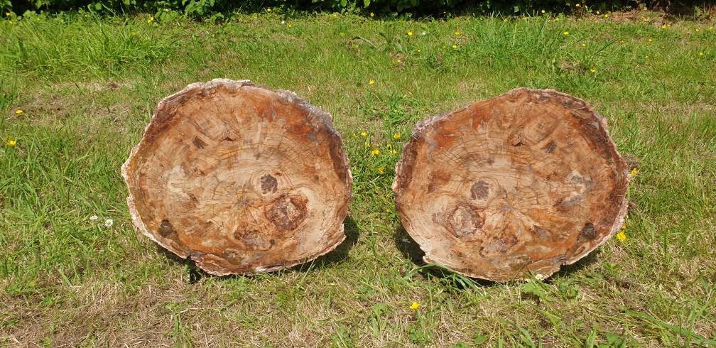 Extra Large Fossil Wood Slice Pair - Petrified Wood - Madagascar