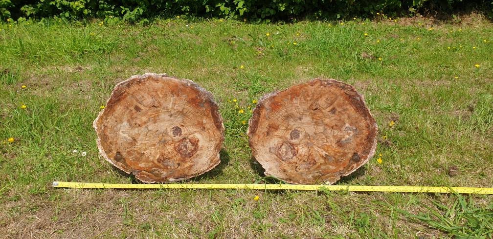 big fossil wood slice
