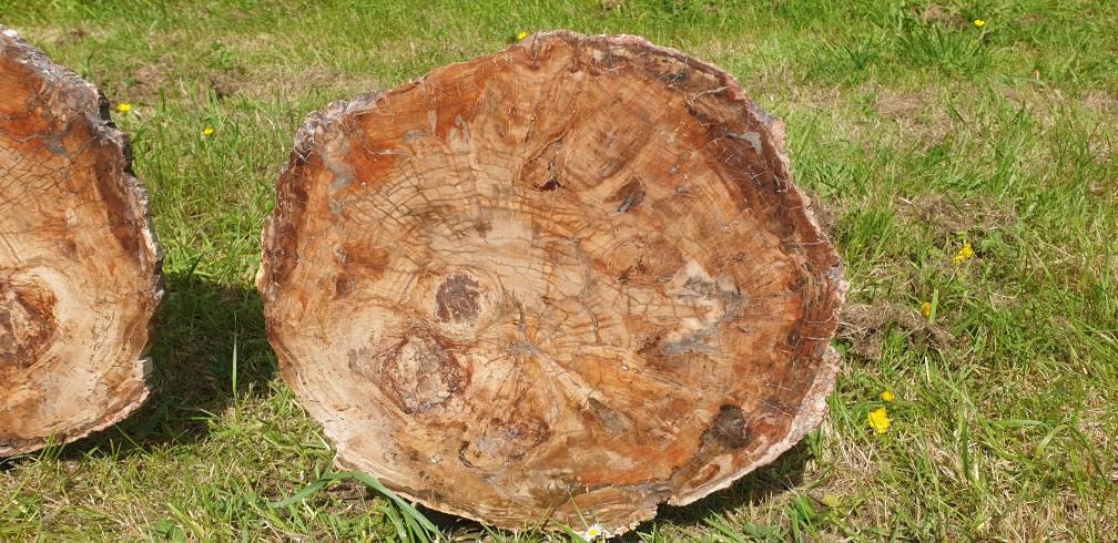 large petrified wood slices