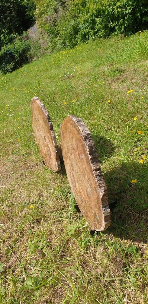 large fossils for sale