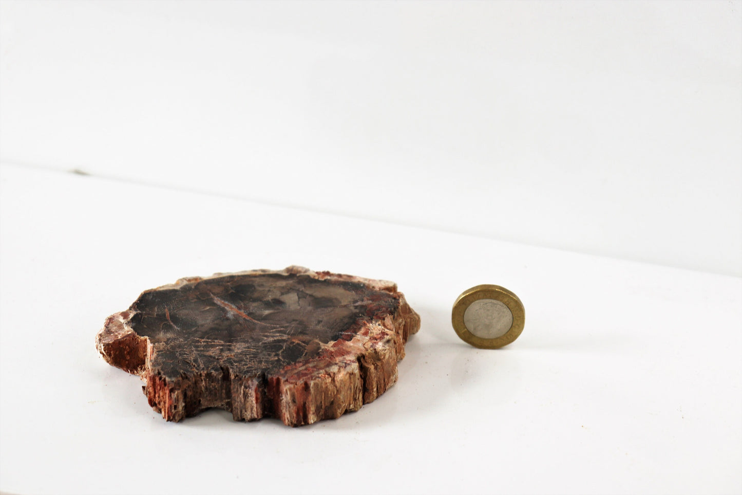 34) Fossil Wood Slice - Petrified Wood - Madagascar