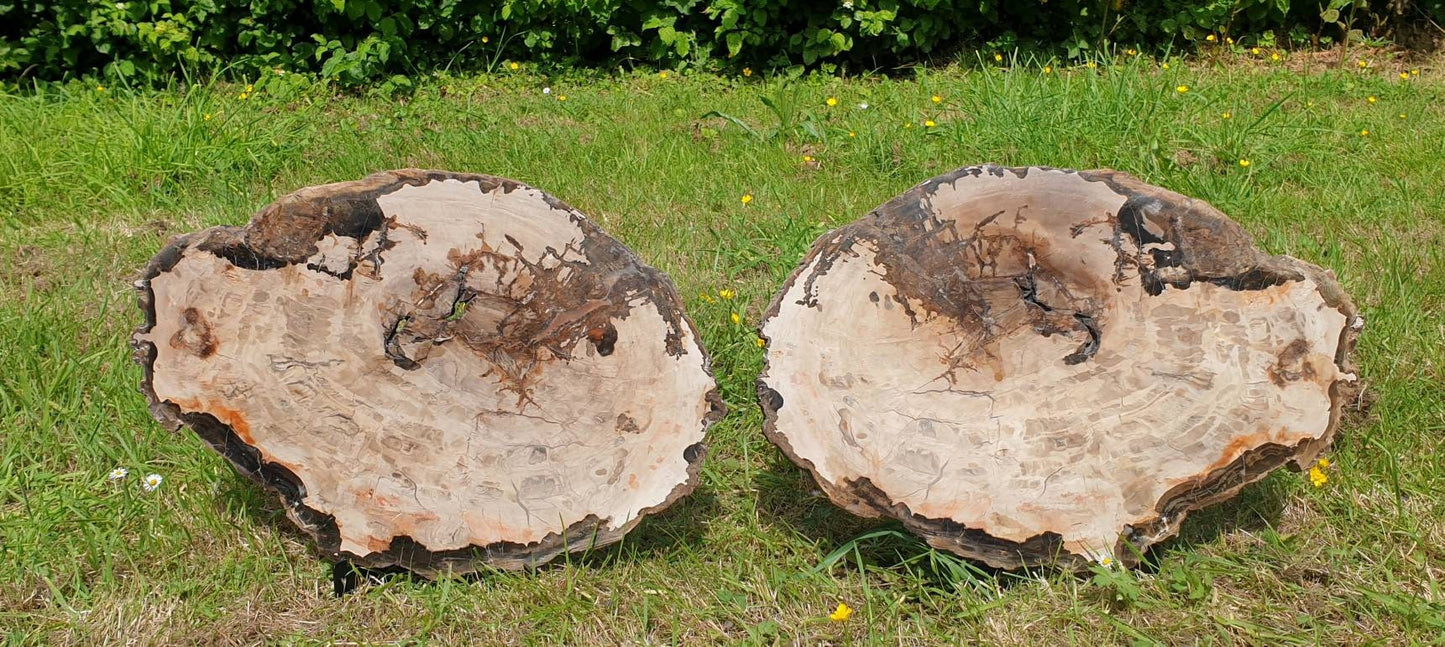 1p) Extra Large Fossil Wood Slice Pair - Petrified Wood - Madagascar
