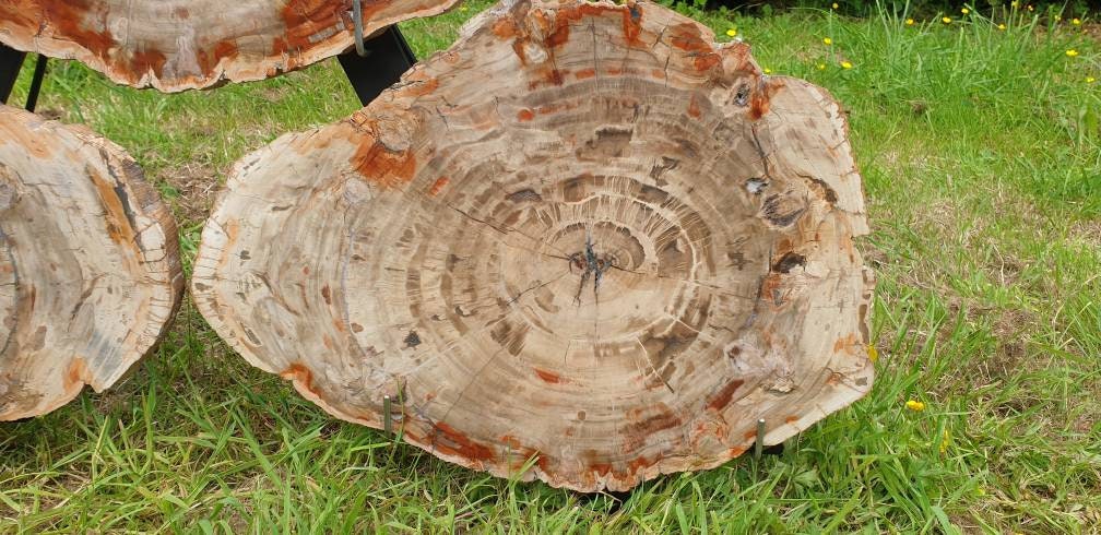 holistic interior design