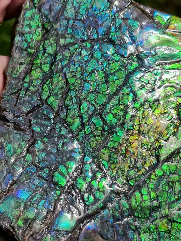 Large Ammolite Crystal Gemstone
