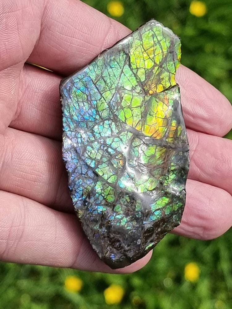 24ap) Ammolite Crystal Gemstone