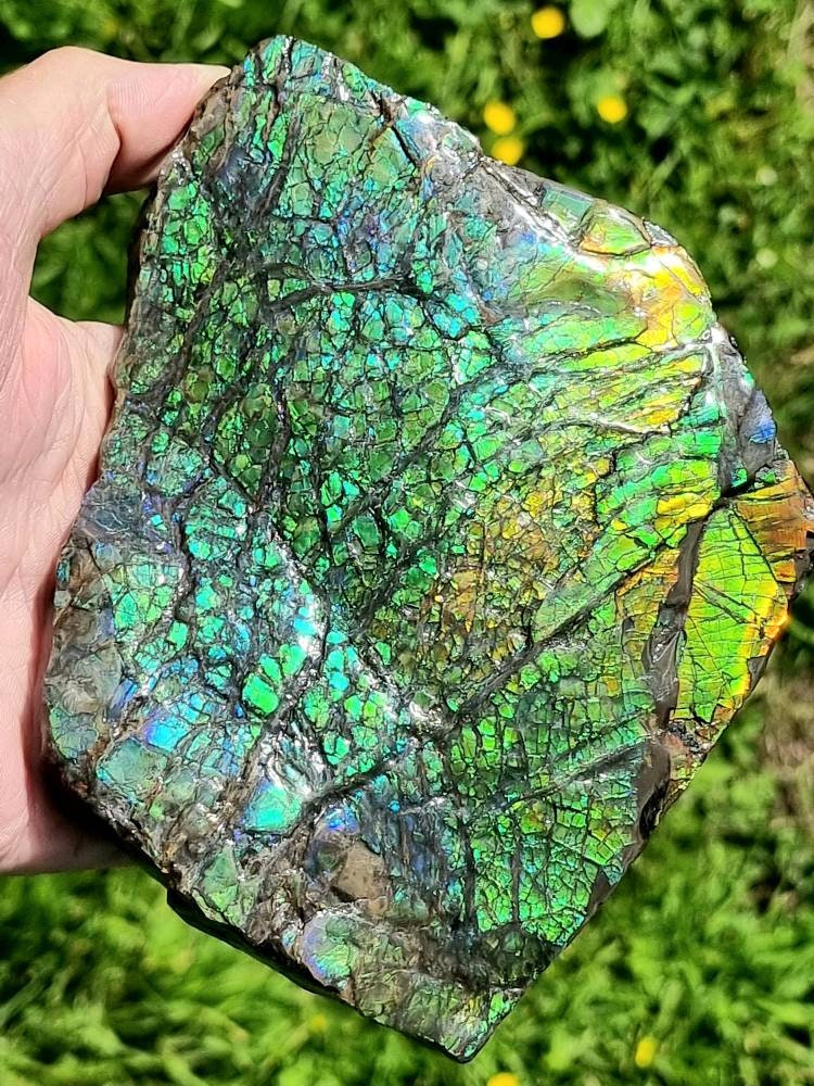 Large Ammolite Crystal Gemstone