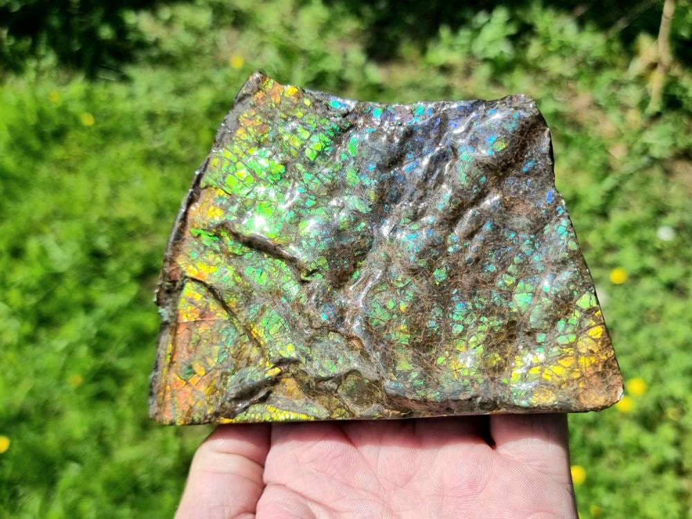Large Ammolite Crystal Gemstone