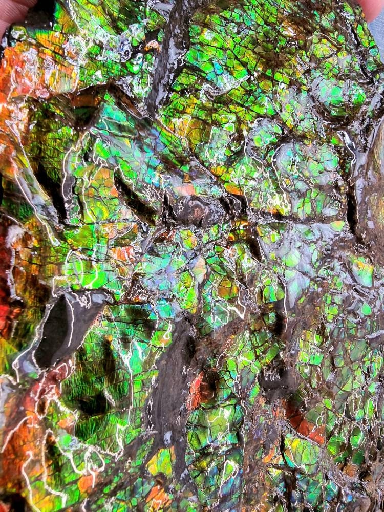 Large Ammolite Crystal Gemstone