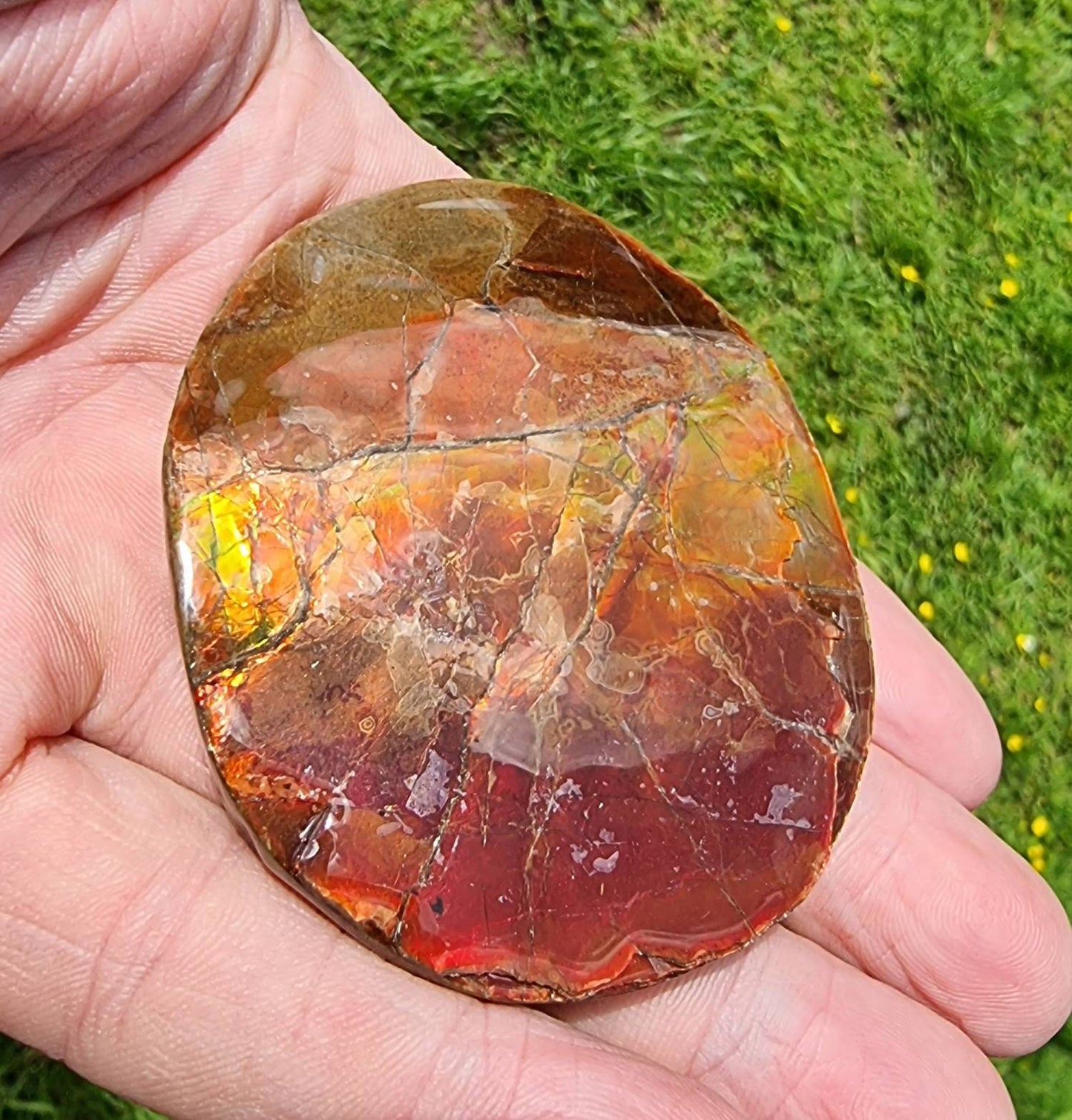 18ap) Ammolite Crystal Gemstone