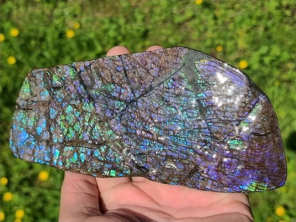 large big ammolite crystal gemstone canada