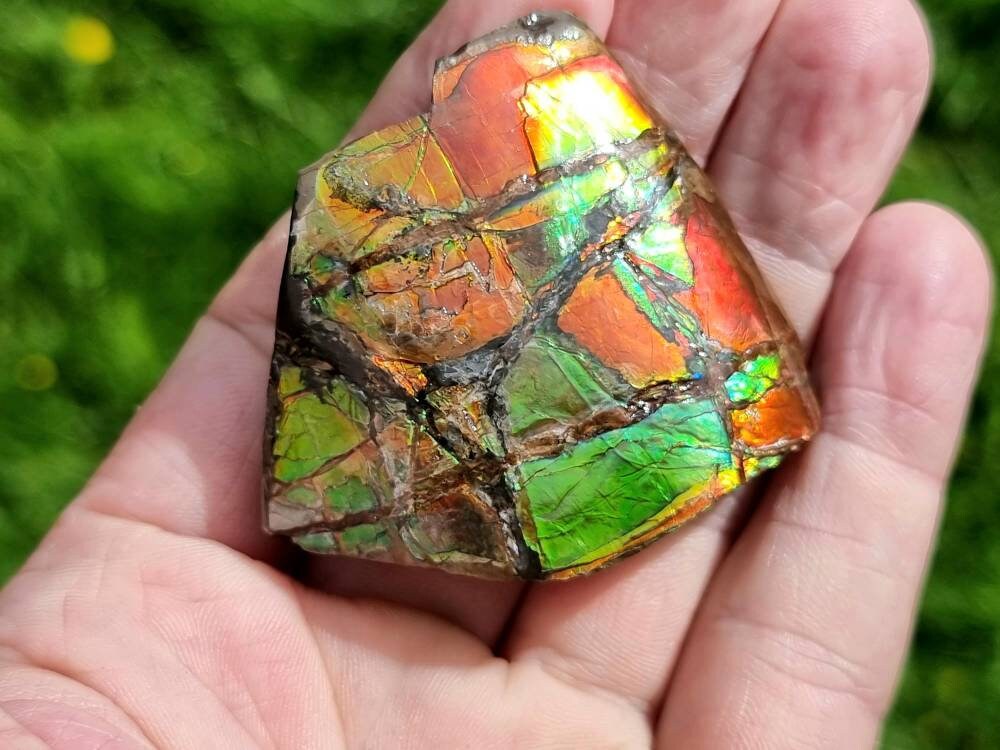 14ap) Ammolite Crystal Gemstone