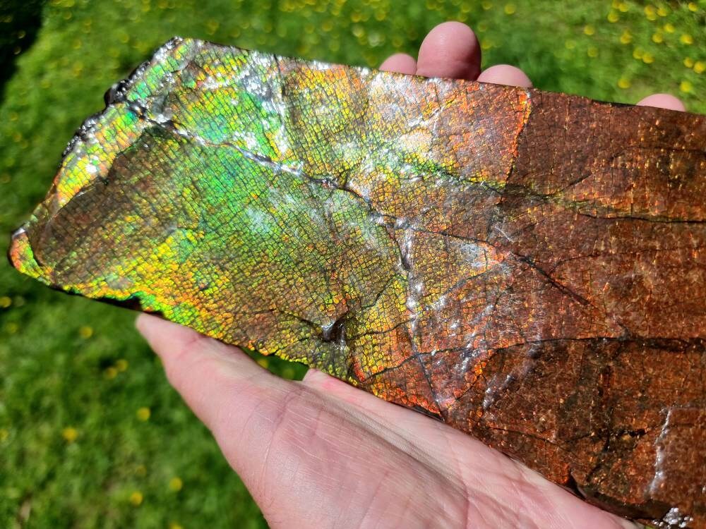 Very Large Ammolite Crystal Gemstone