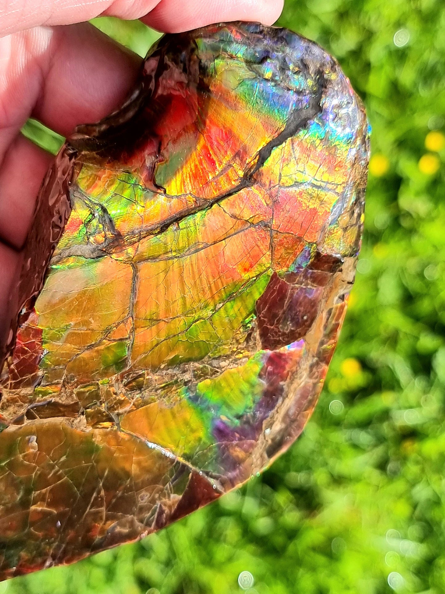 11ap) Ammolite Crystal Gemstone
