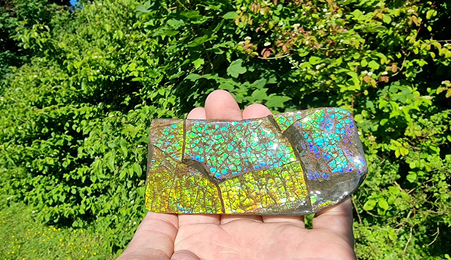 12ap) Ammolite Crystal Gemstone