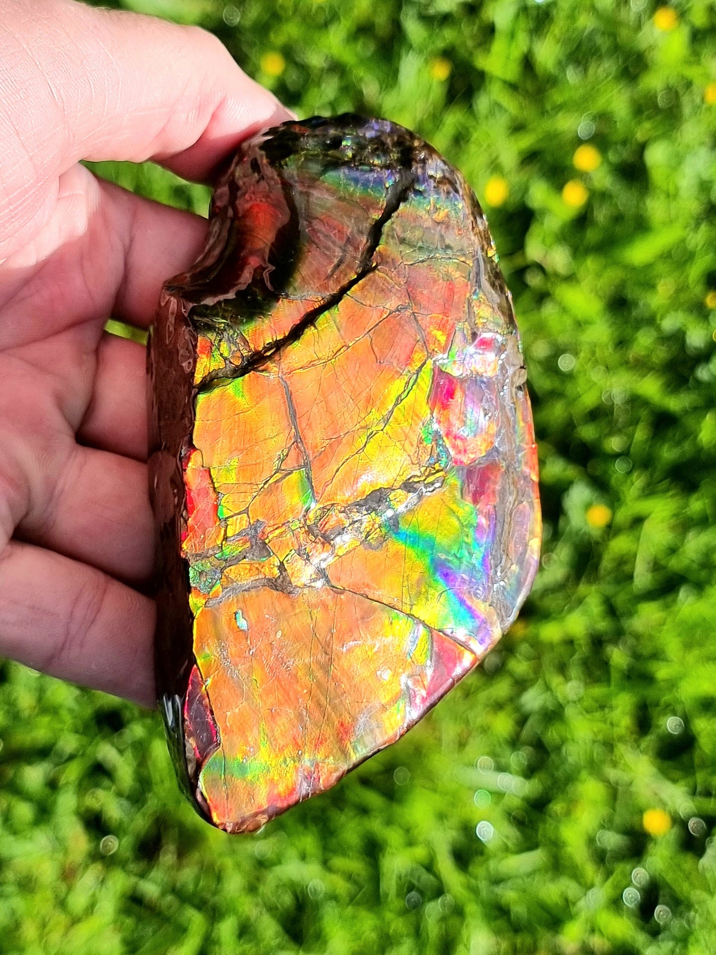 11ap) Ammolite Crystal Gemstone