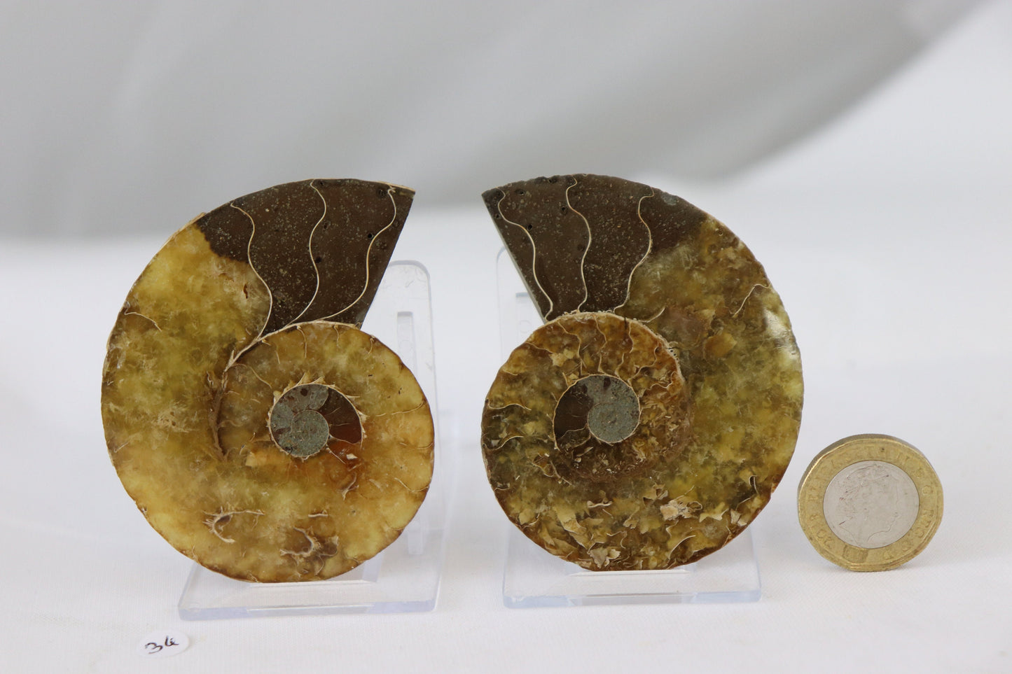 34) Ammonite Fossil Pair Great Unique Gift Home Decor - Madagascar