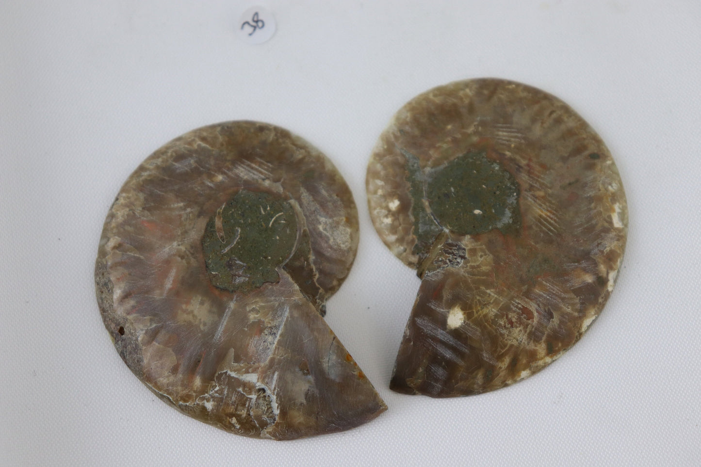 38) Ammonite Fossil Pair Great Unique Gift Home Decor - Madagascar