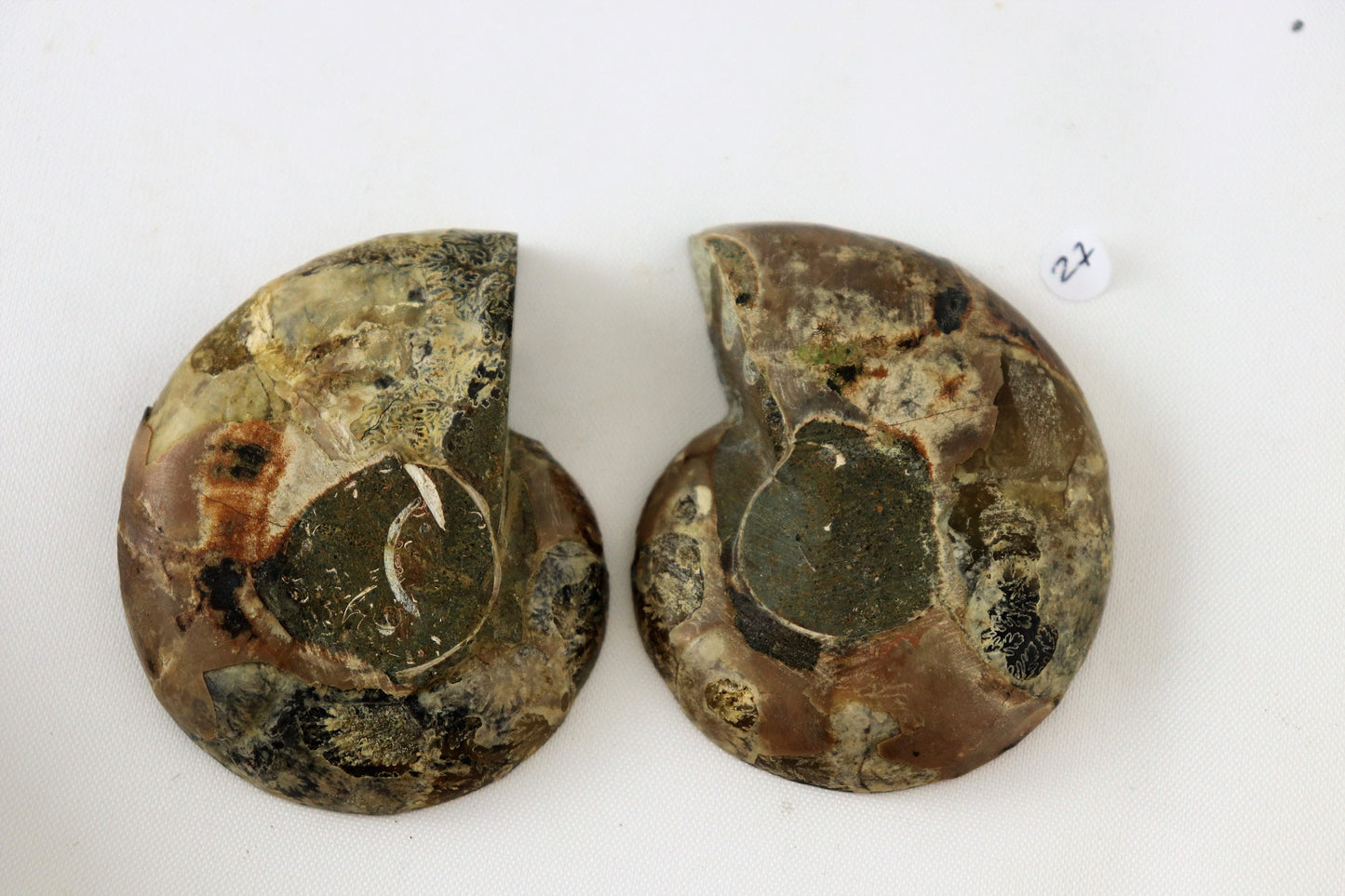 27) Ammonite Fossil Pair Great Unique Gift Home Decor - Madagascar