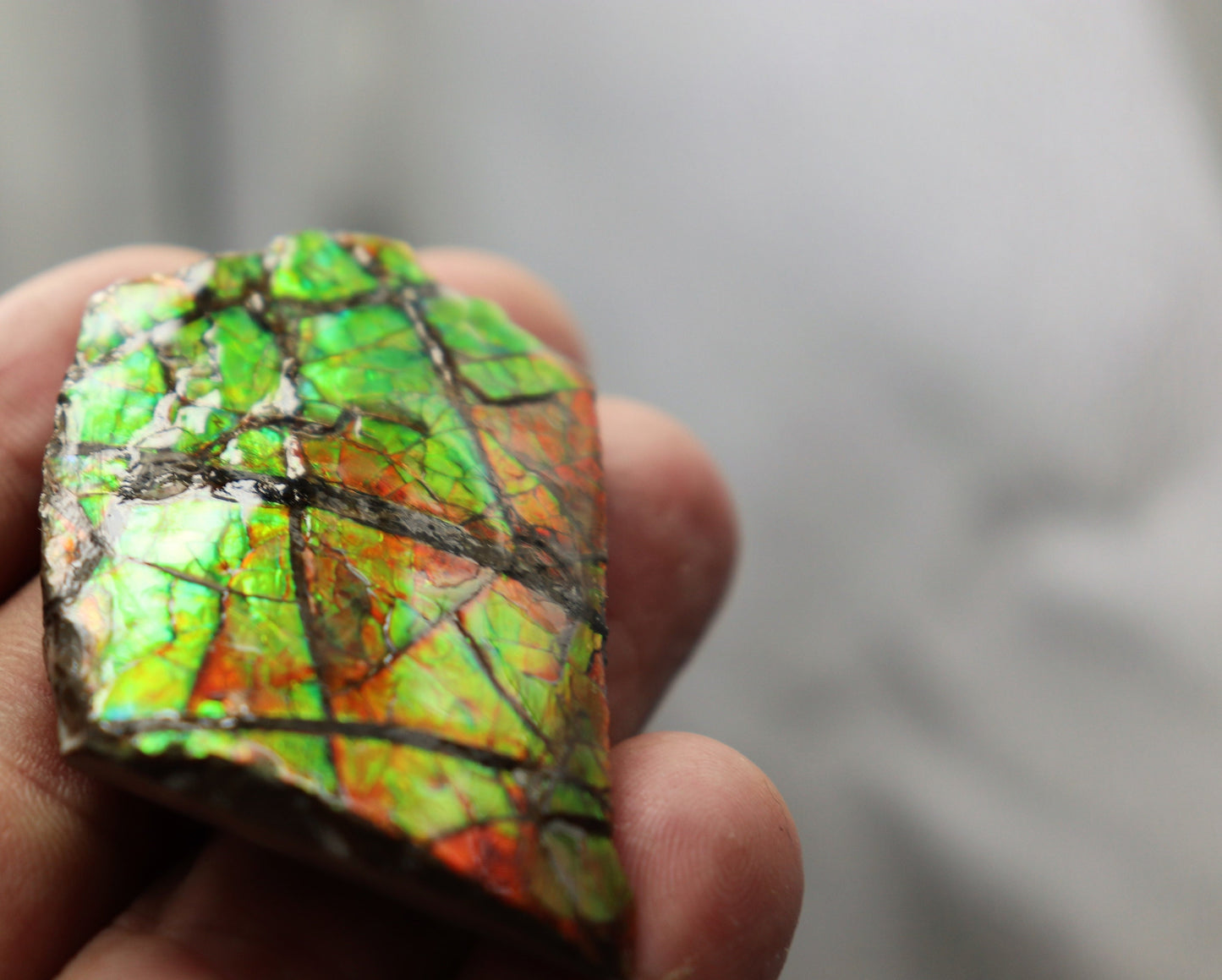 18) Ammolite Crystal Gemstone Canada ~ Opal Ammonite Fossil