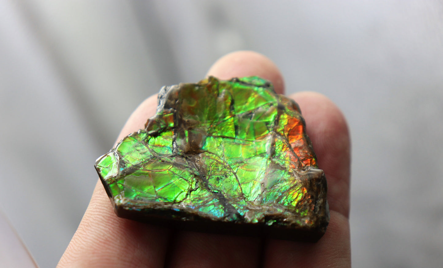 22) Large Ammolite Crystal Gemstone Canada ~ Opal Ammonite Fossil