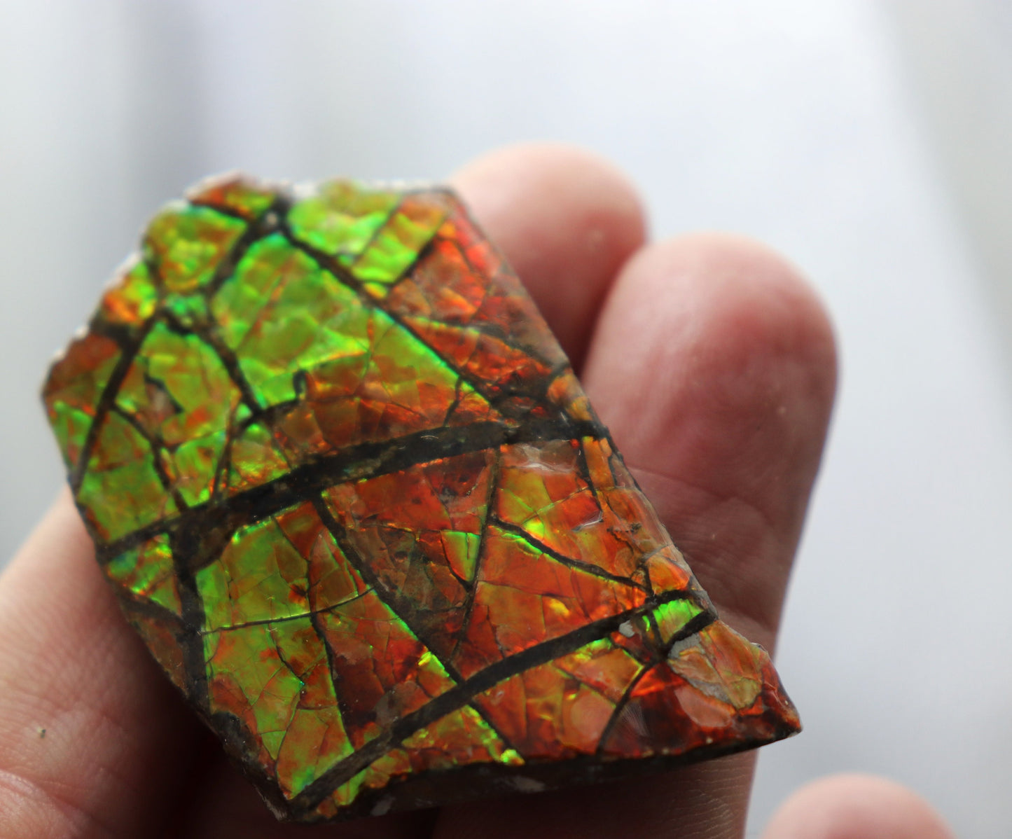 18) Ammolite Crystal Gemstone Canada ~ Opal Ammonite Fossil